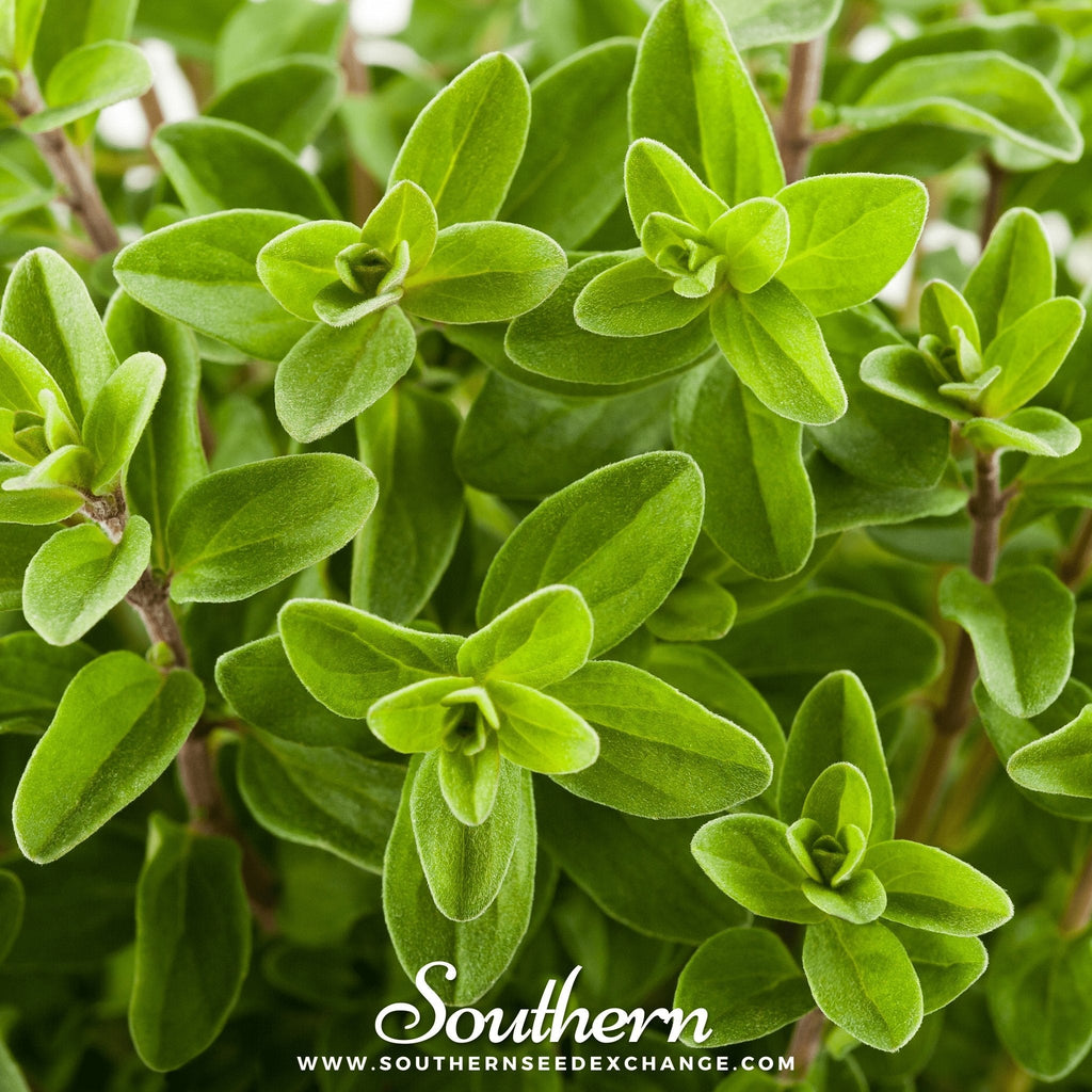 Sweet Marjoram – 100 Seeds | | Wiccan Center