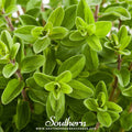 Sweet Marjoram – 100 Seeds | | Wiccan Center