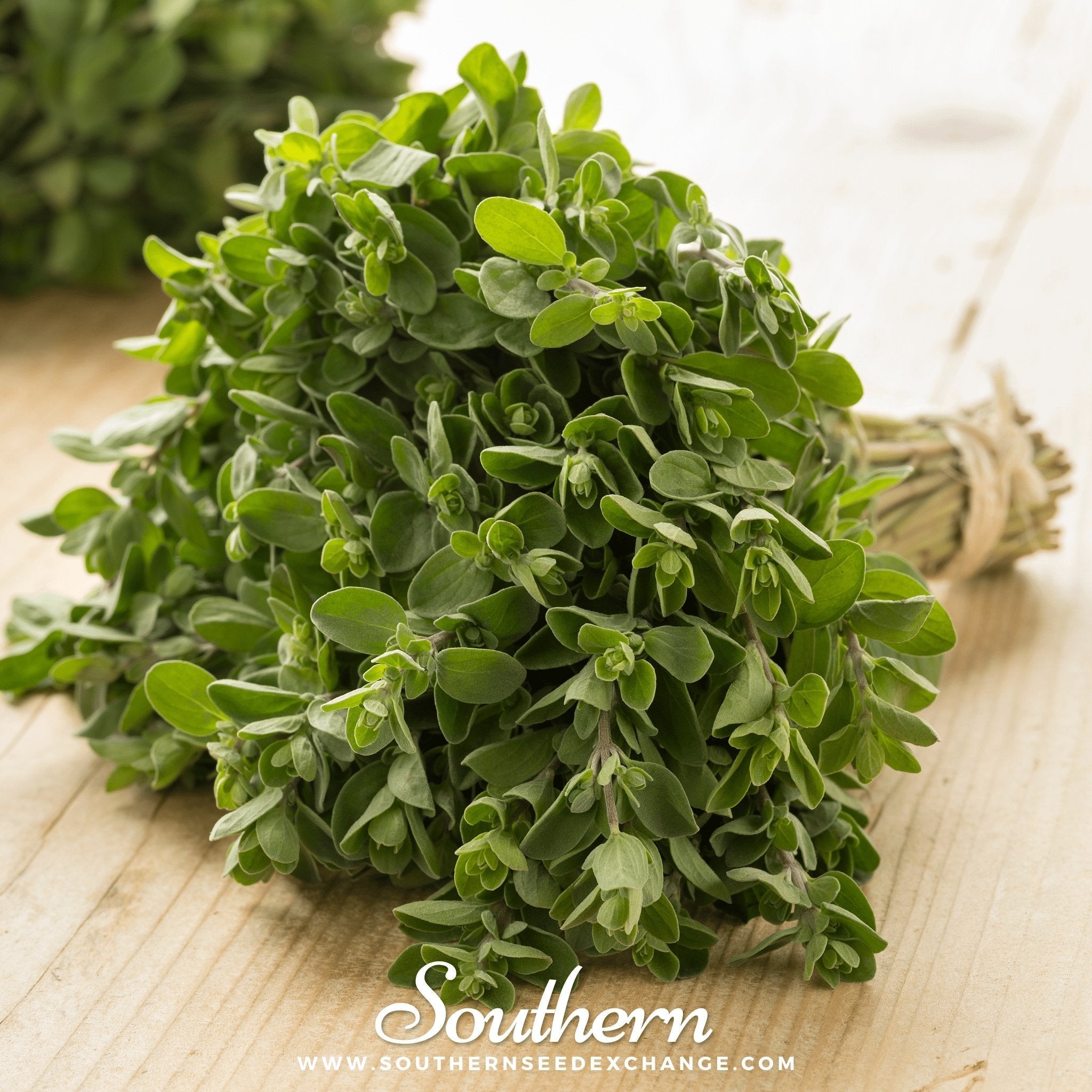 Sweet Marjoram – 100 Seeds | | Wiccan Center