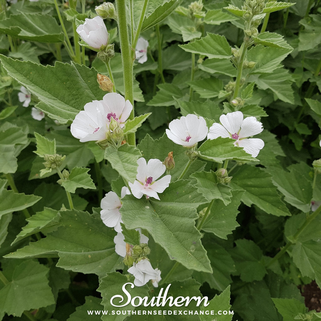 Marshmallow – 50 Seeds | | Wiccan Center
