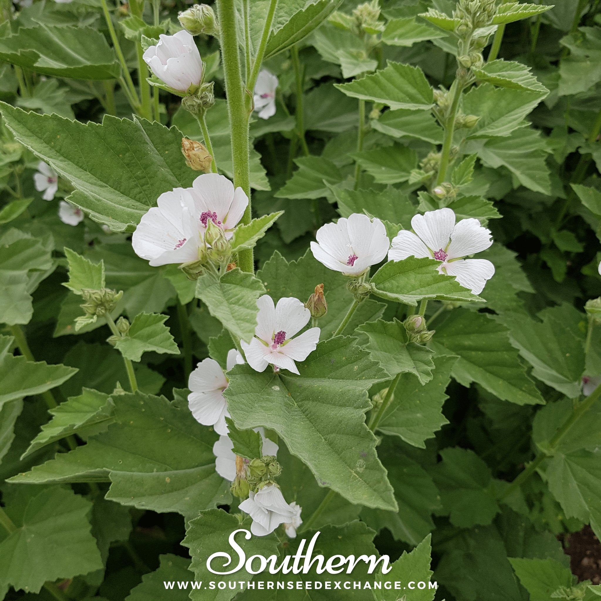 Marshmallow – 50 Seeds | | Wiccan Center