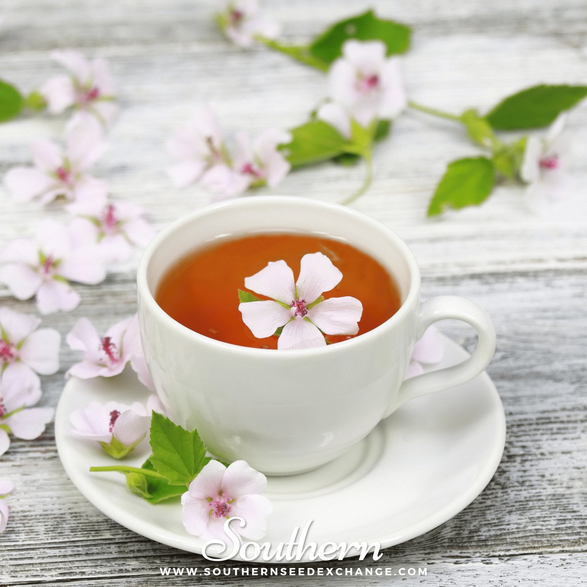 Marshmallow – 50 Seeds | | Wiccan Center