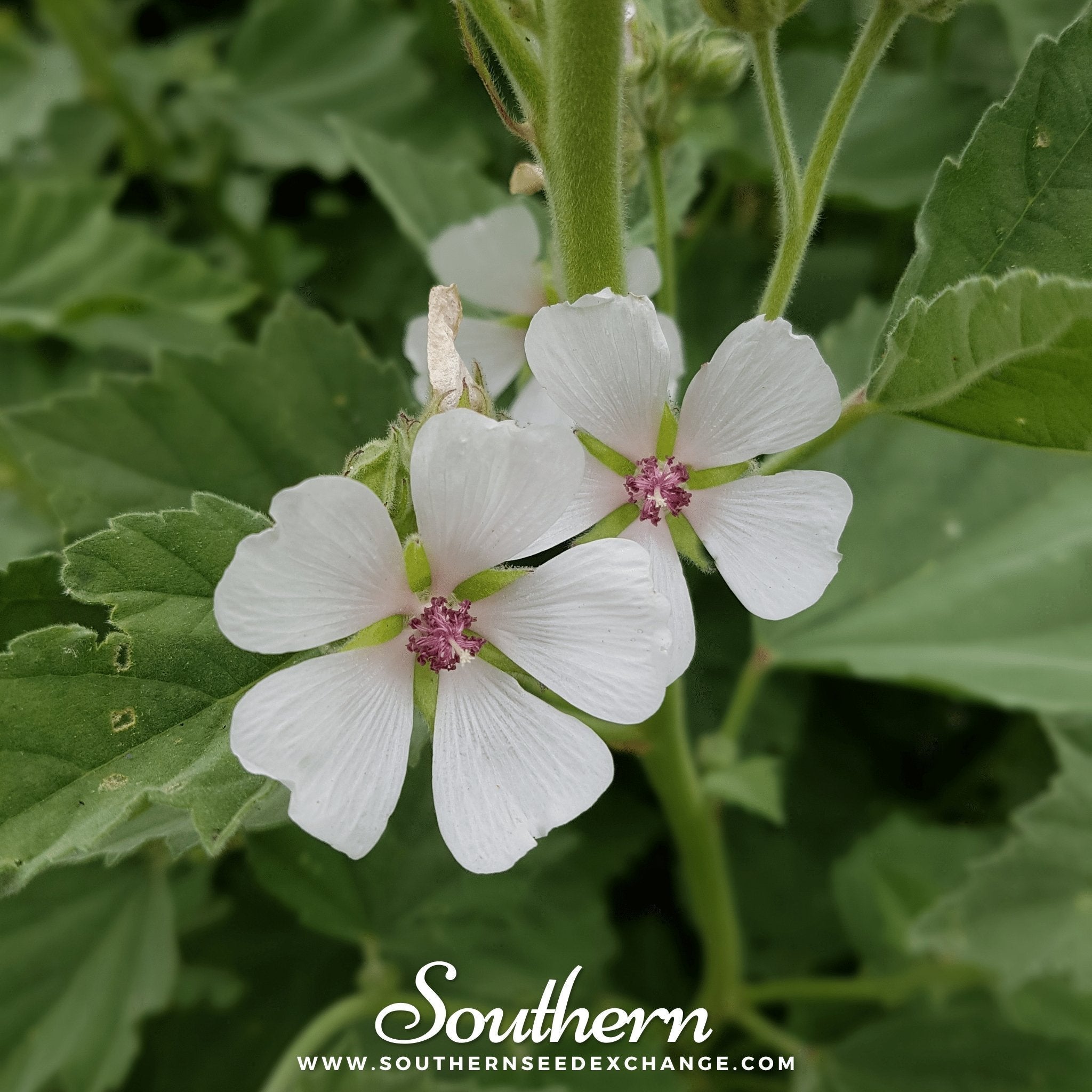 Marshmallow – 50 Seeds | | Wiccan Center