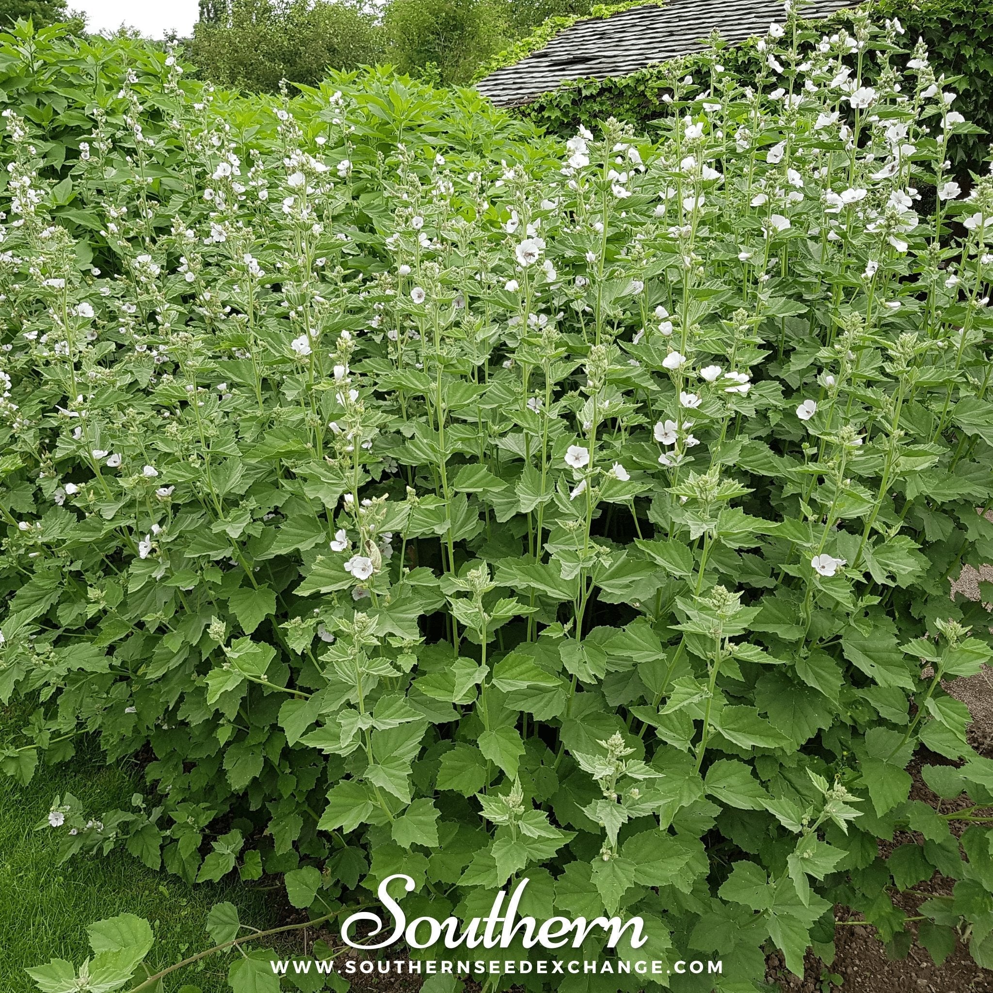 Marshmallow – 50 Seeds | | Wiccan Center