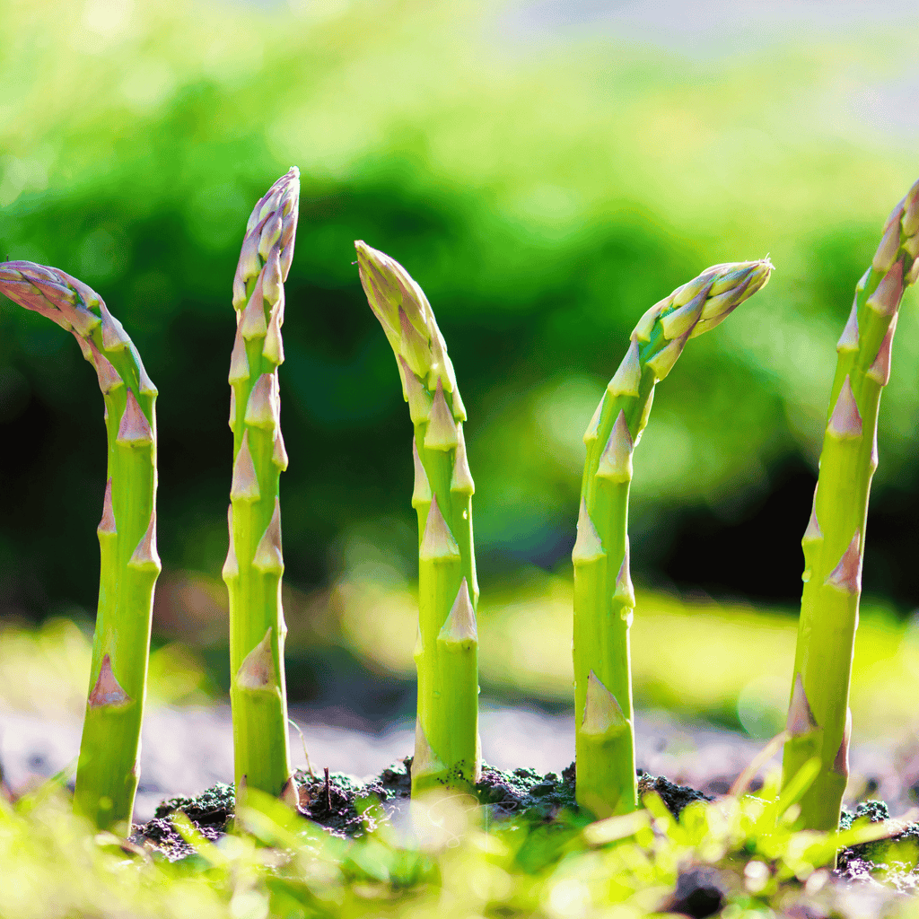 Mary Washington Asparagus – 50 Seeds | | Wiccan Center