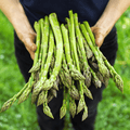 Mary Washington Asparagus – 50 Seeds | | Wiccan Center