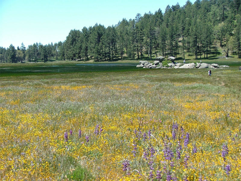 Southwest Native Meadowscaping Mix Alternative Lawn Seed | | Wiccan Center