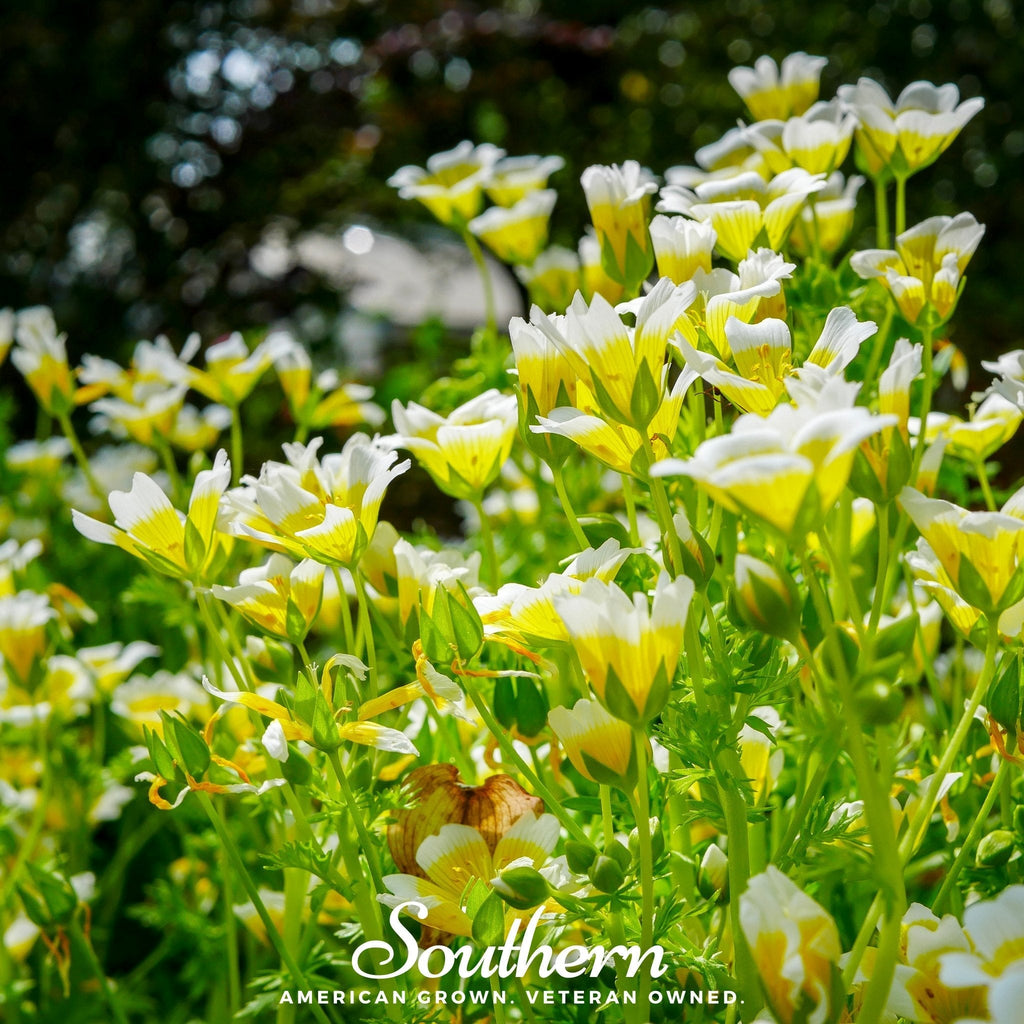 Meadowfoam (Poached Egg Plant) – 50 Seeds | | Wiccan Center