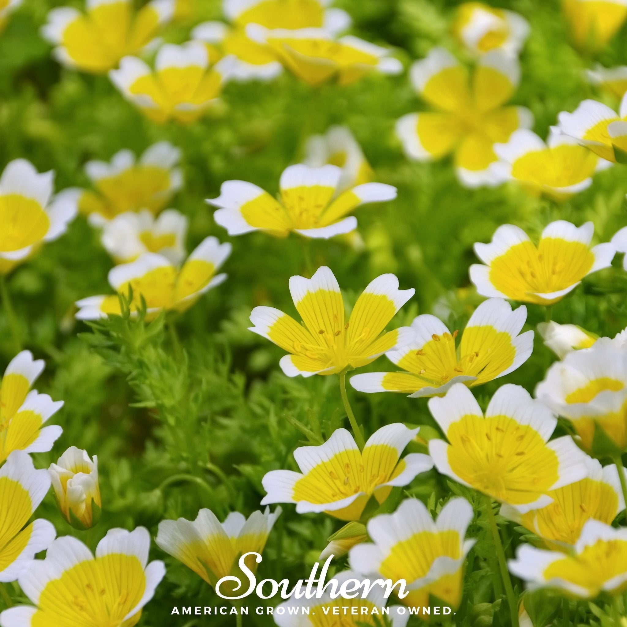 Meadowfoam (Poached Egg Plant) – 50 Seeds | | Wiccan Center