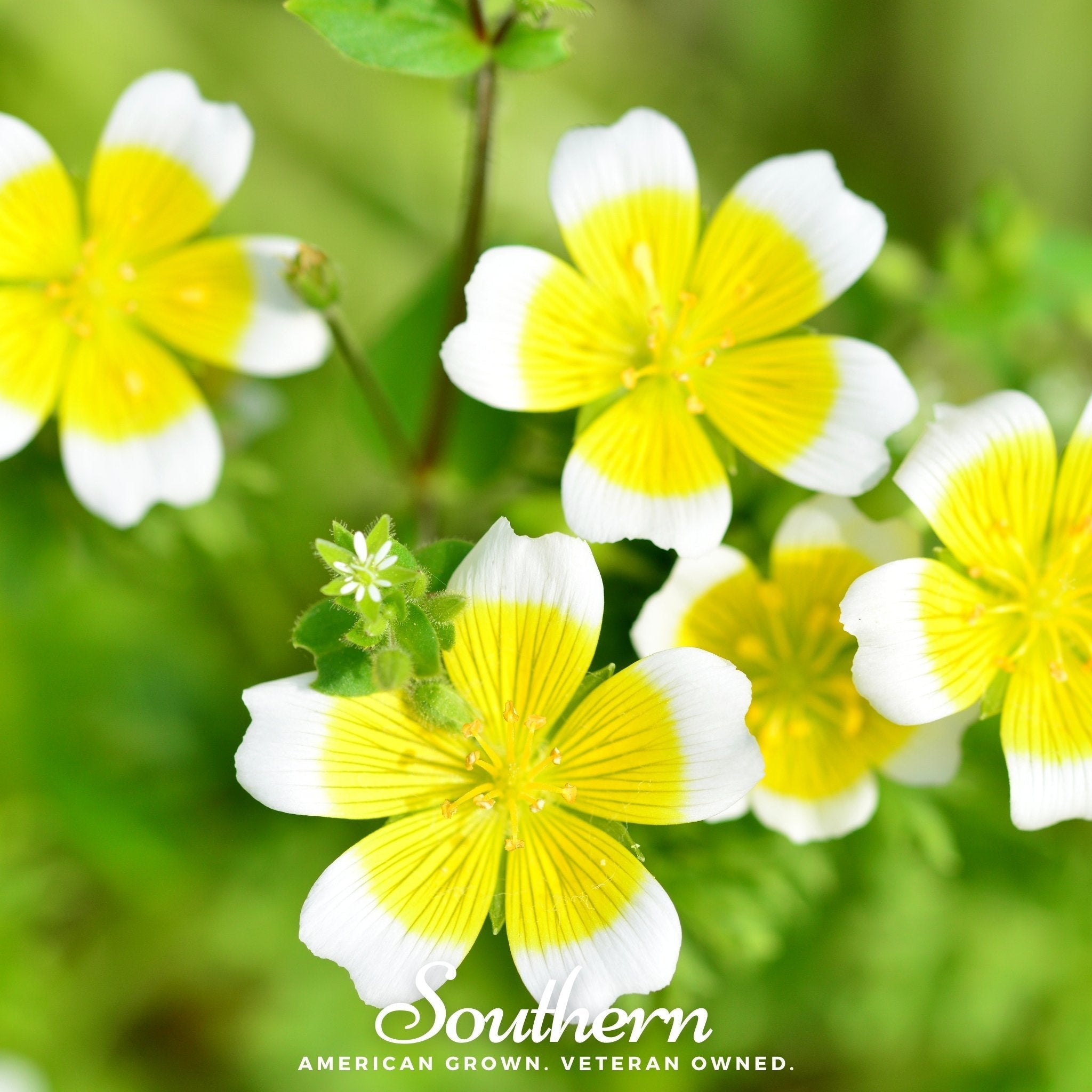 Meadowfoam (Poached Egg Plant) – 50 Seeds | | Wiccan Center