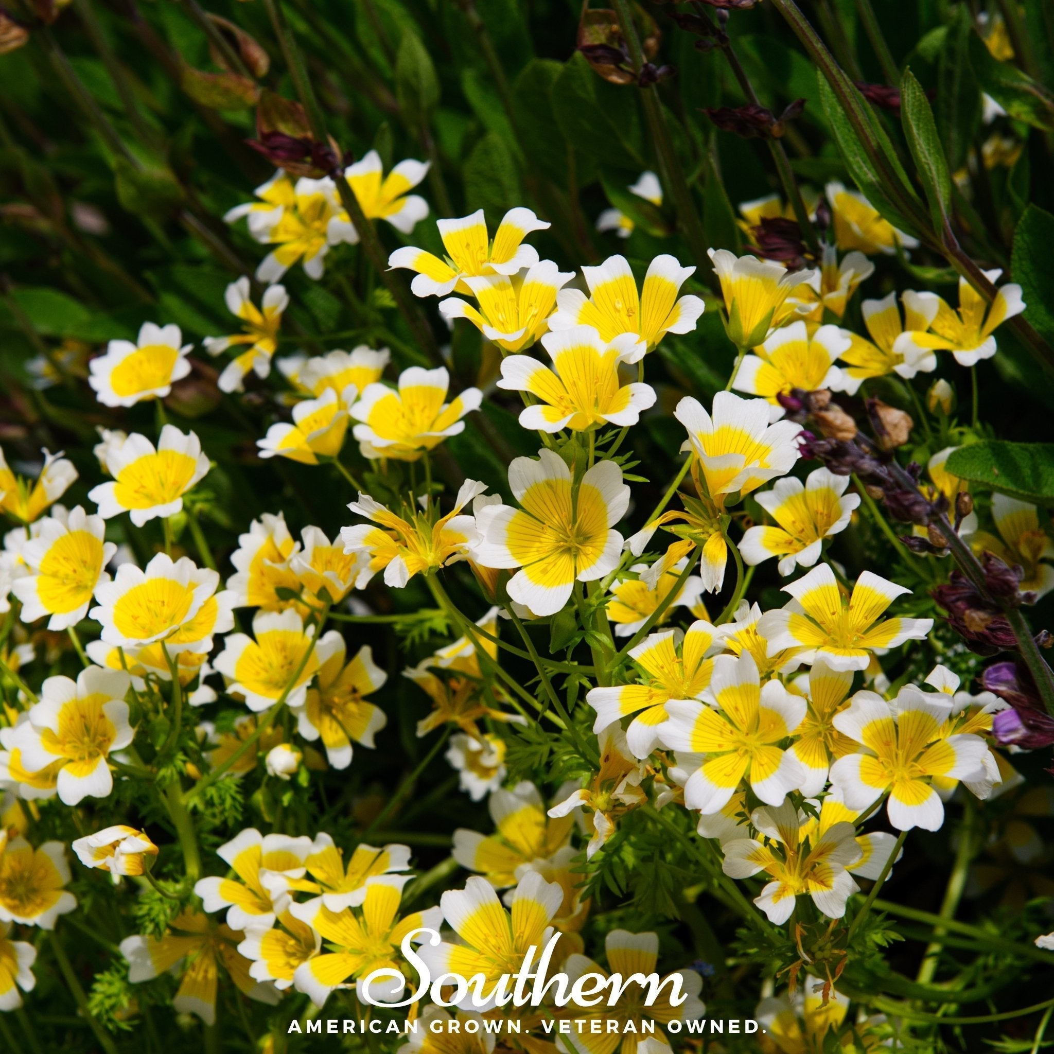 Meadowfoam (Poached Egg Plant) – 50 Seeds | | Wiccan Center
