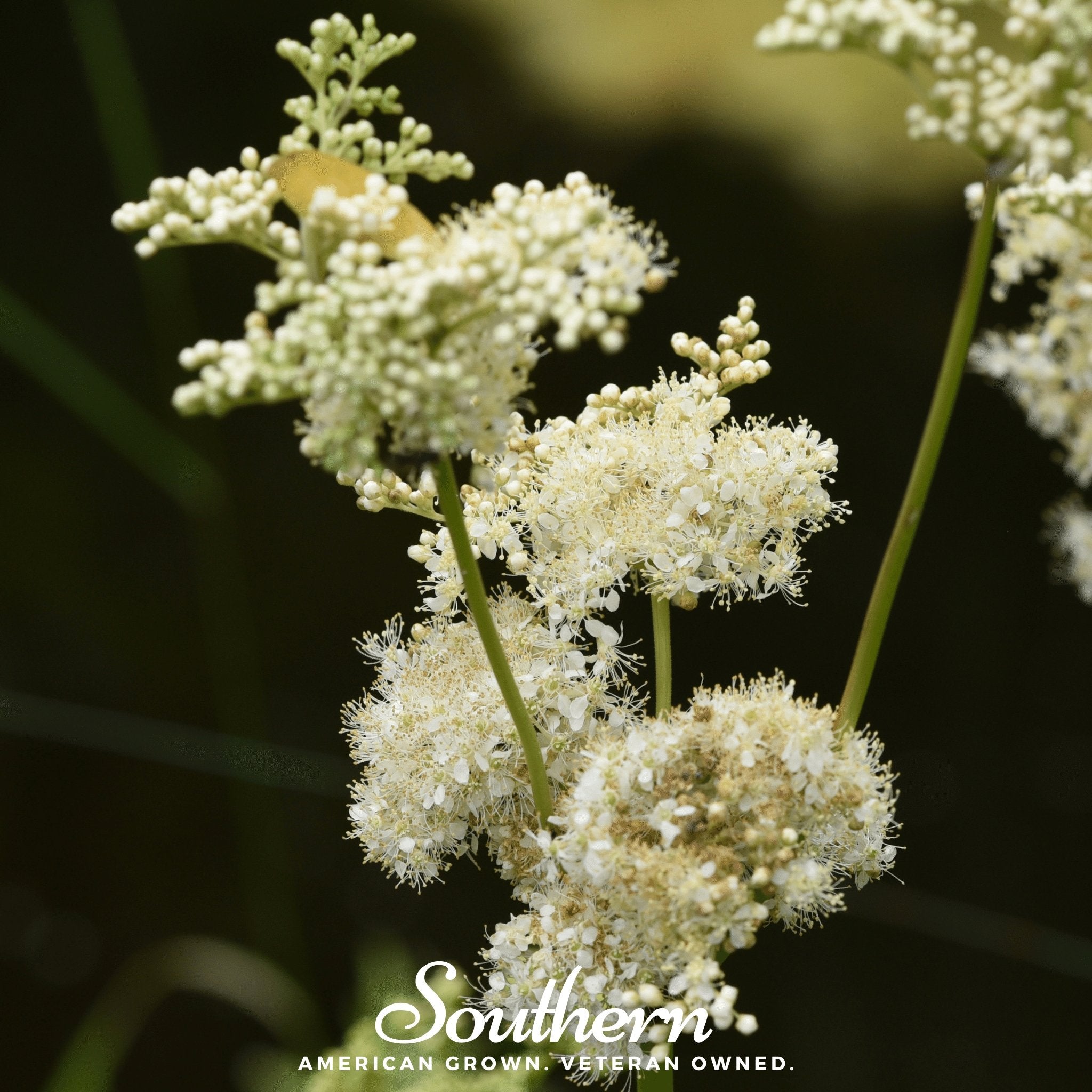 Meadowsweet – 50 Seeds | | Wiccan Center