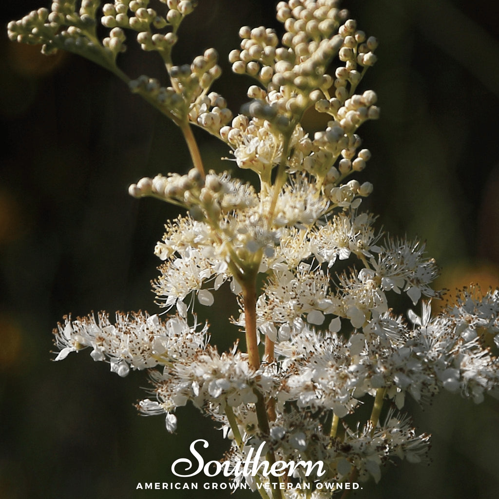 Meadowsweet – 50 Seeds | | Wiccan Center