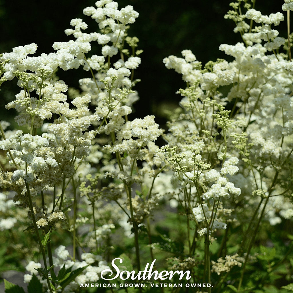 Meadowsweet – 50 Seeds | | Wiccan Center