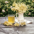 Meadowsweet – 50 Seeds | | Wiccan Center