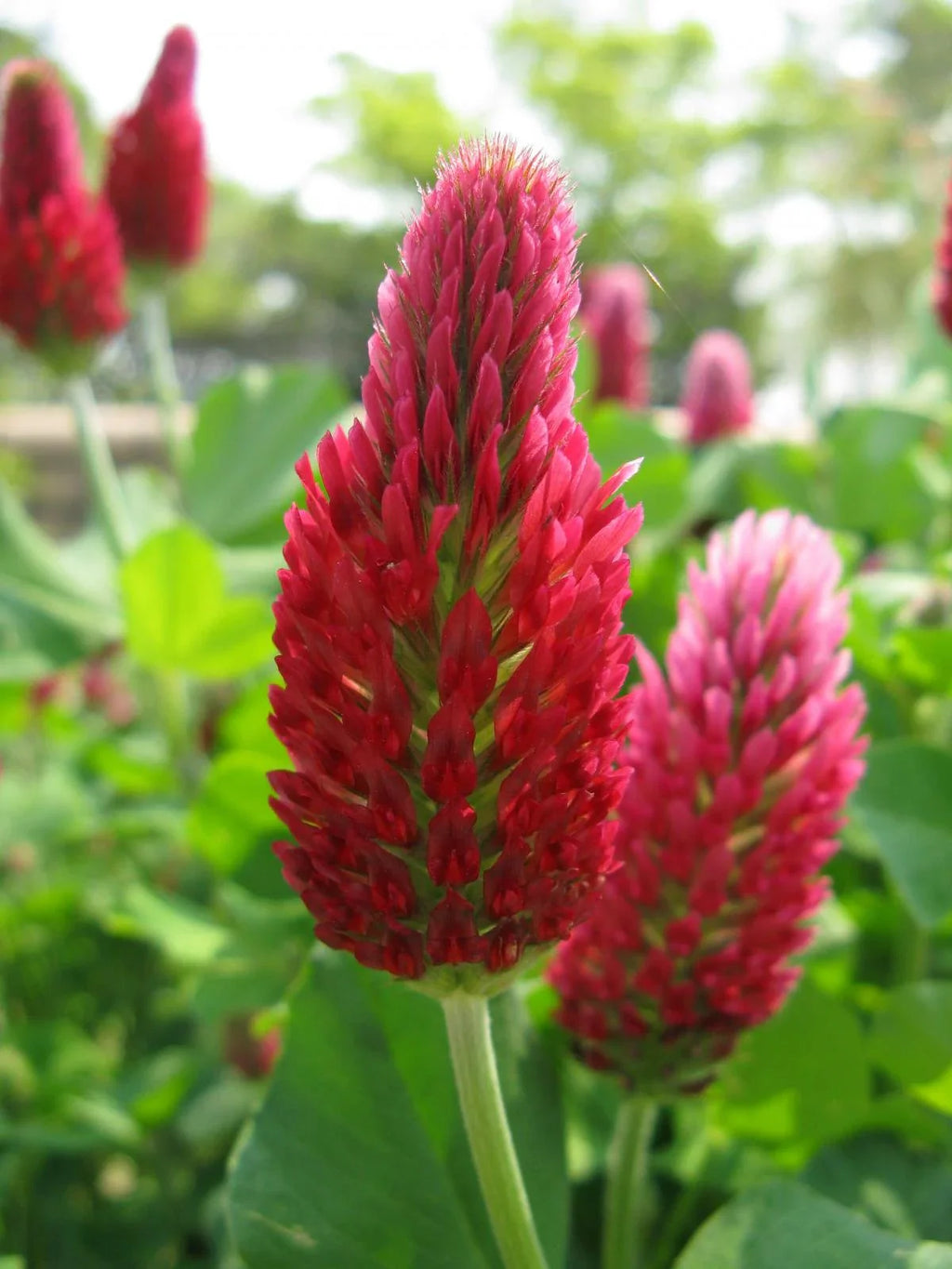 Tri-Clover - Red, White, & Crimson Clovers - Alternative Lawn Seed | | Wiccan Center