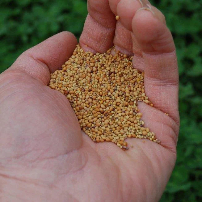 Tri-Clover - Red, White, & Crimson Clovers - Alternative Lawn Seed | | Wiccan Center