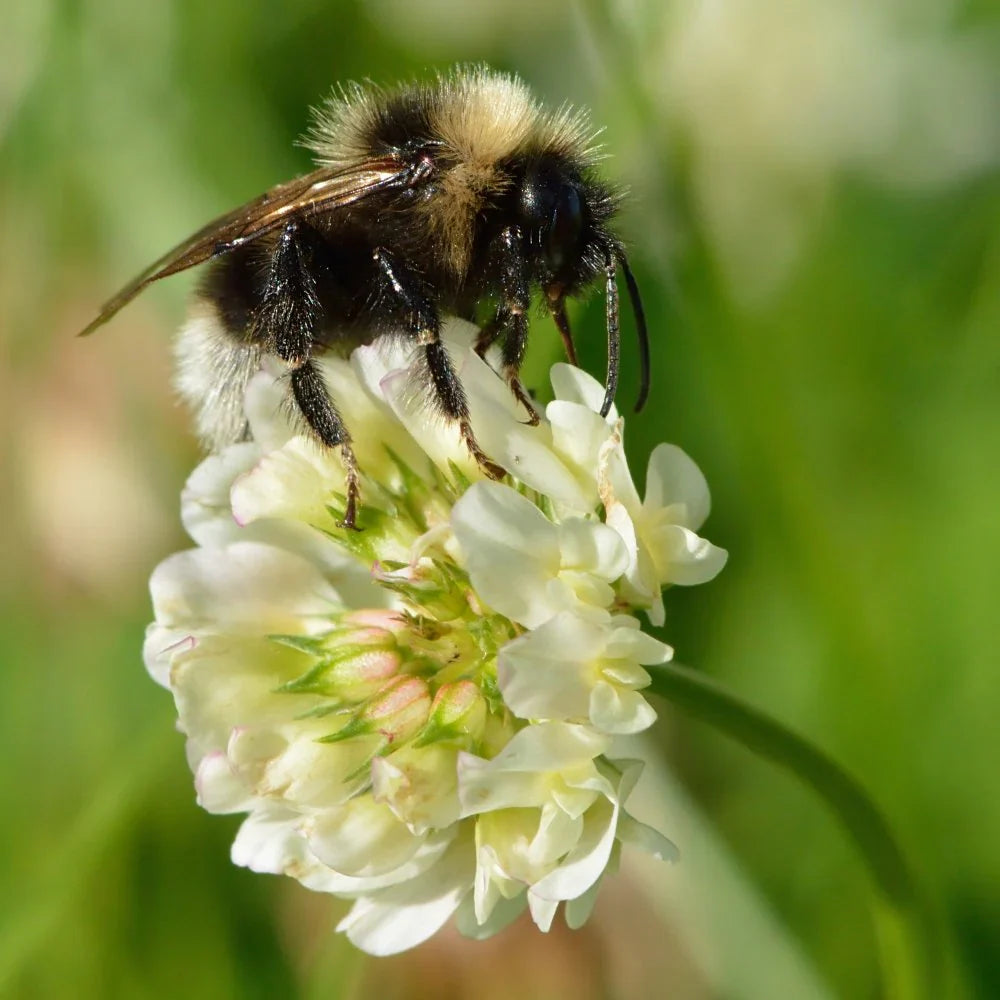 Tri-Clover - Red, White, & Crimson Clovers - Alternative Lawn Seed | | Wiccan Center