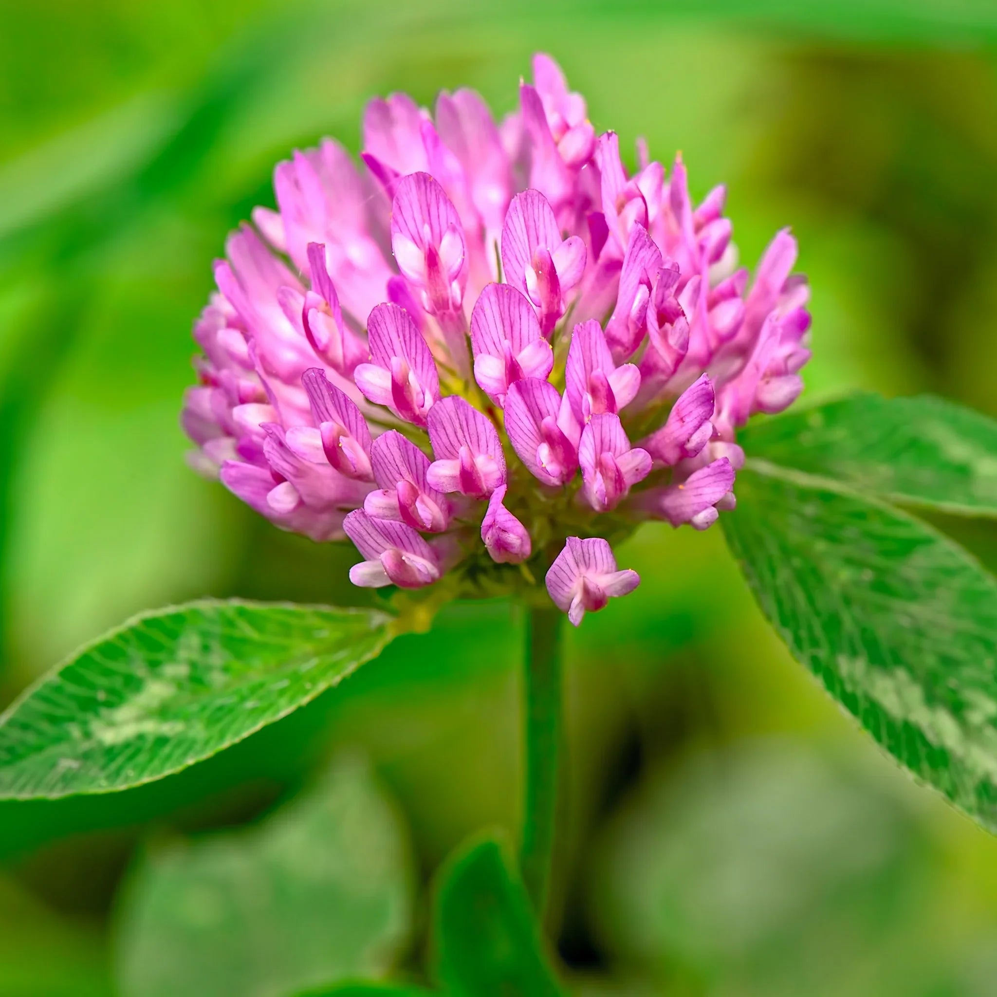 Tri-Clover - Red, White, & Crimson Clovers - Alternative Lawn Seed | | Wiccan Center