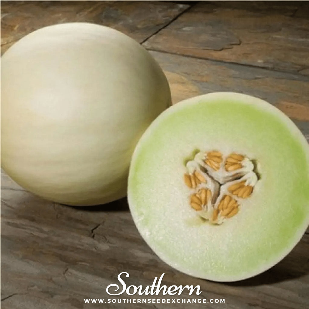 Green Flesh Honeydew Melon – 20 Seeds | Seeds | Wiccan Center