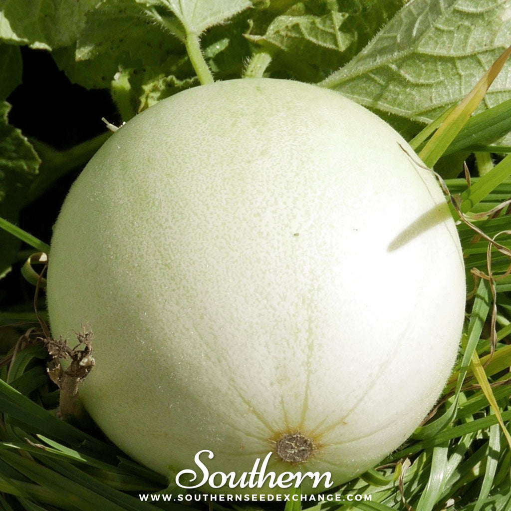 Green Flesh Honeydew Melon – 20 Seeds | Seeds | Wiccan Center