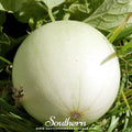 Green Flesh Honeydew Melon – 20 Seeds | Seeds | Wiccan Center