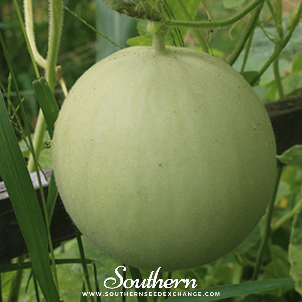 Green Flesh Honeydew Melon – 20 Seeds | Seeds | Wiccan Center