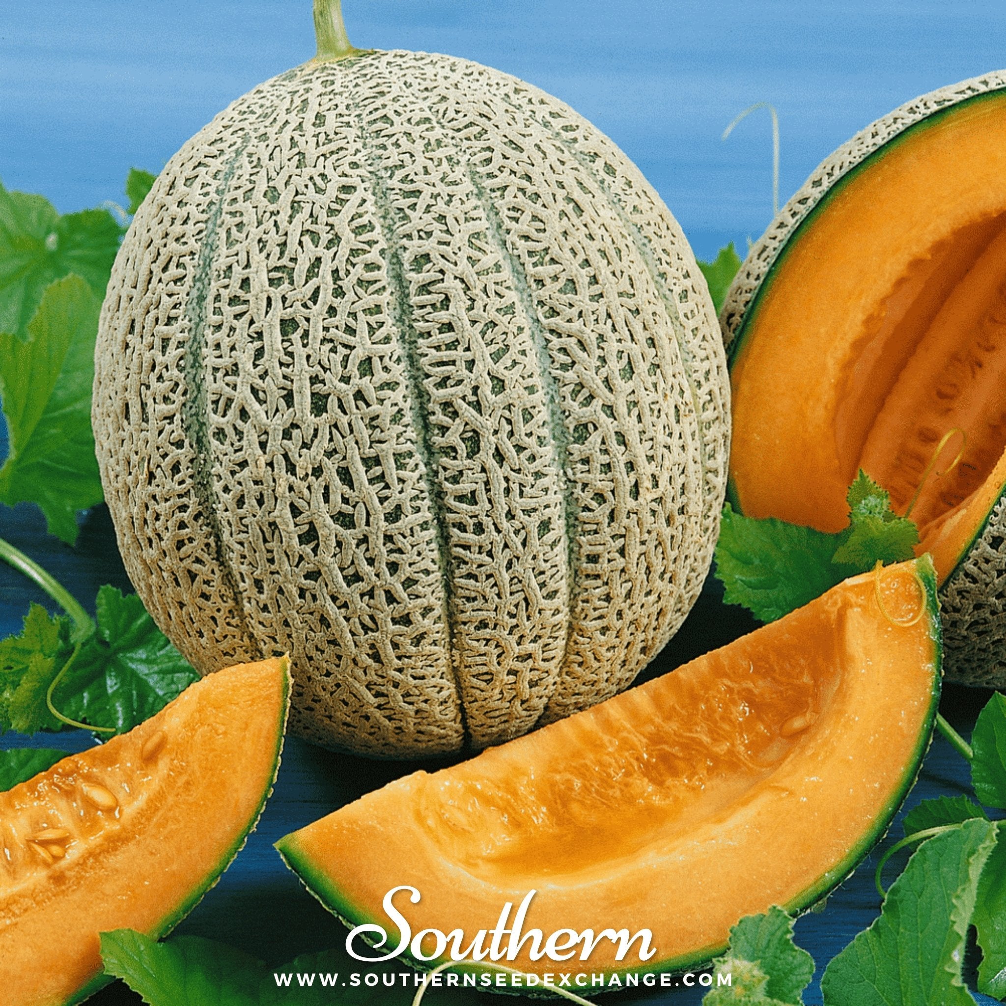 Hales Best Jumbo Cantaloupe – 50 Seeds | | Wiccan Center