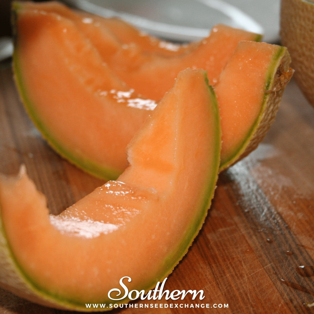 Hales Best Jumbo Cantaloupe – 50 Seeds | | Wiccan Center