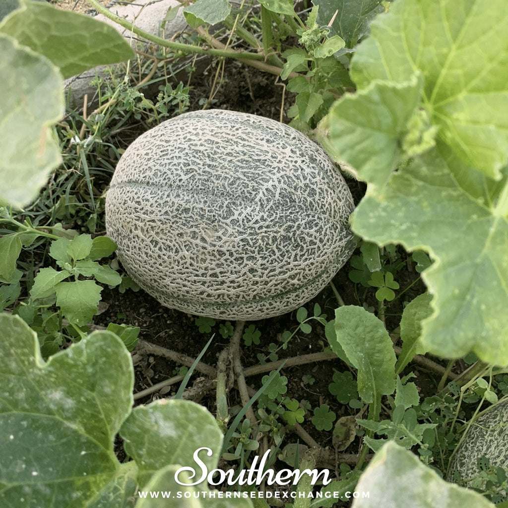 Hales Best Jumbo Cantaloupe – 50 Seeds | | Wiccan Center