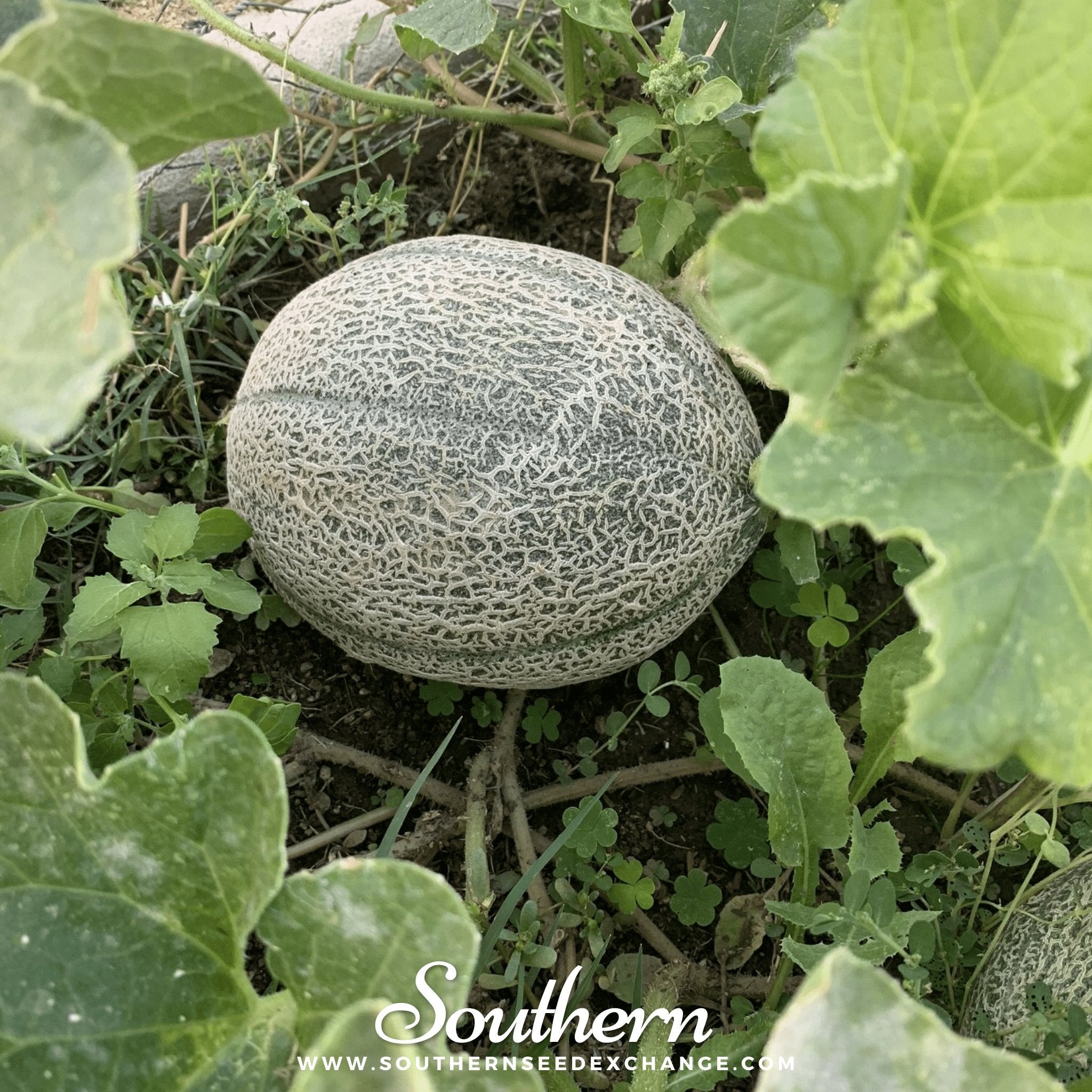 Hales Best Jumbo Cantaloupe – 50 Seeds | | Wiccan Center