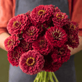 Meteor Zinnia – 100 Seeds | Seeds | Wiccan Center