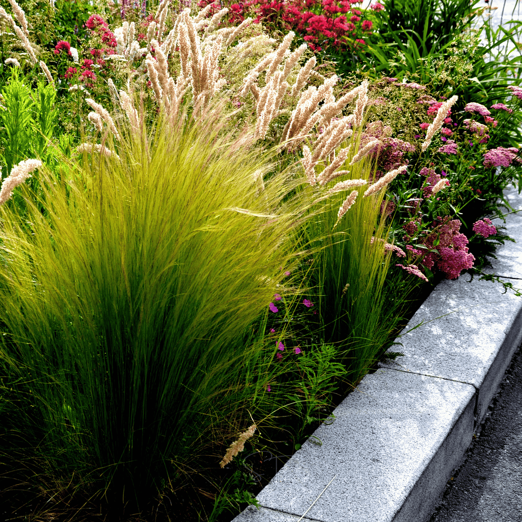 Mexican Feather Grass – 50 Seeds | Seeds | Wiccan Center
