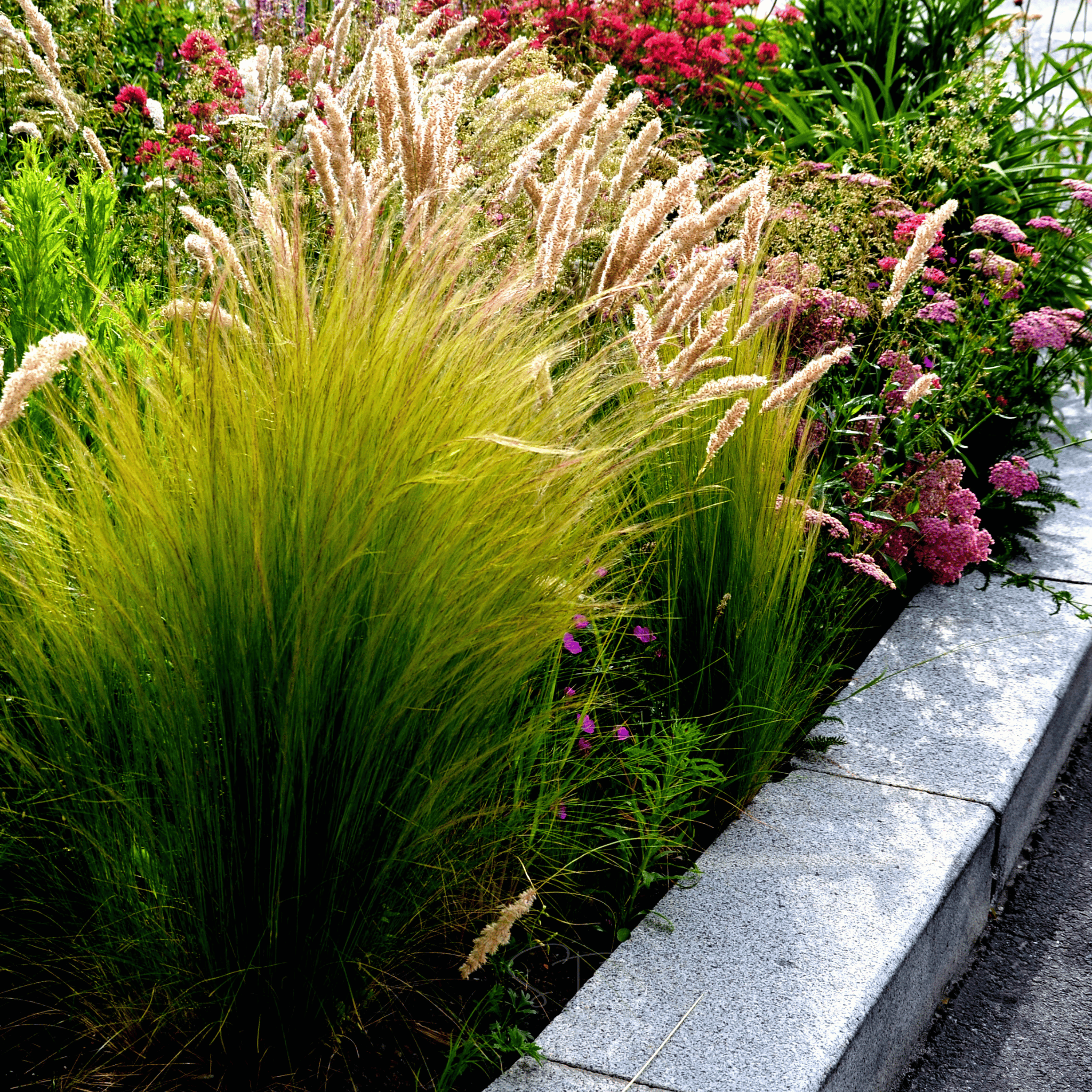 Mexican Feather Grass – 50 Seeds | Seeds | Wiccan Center