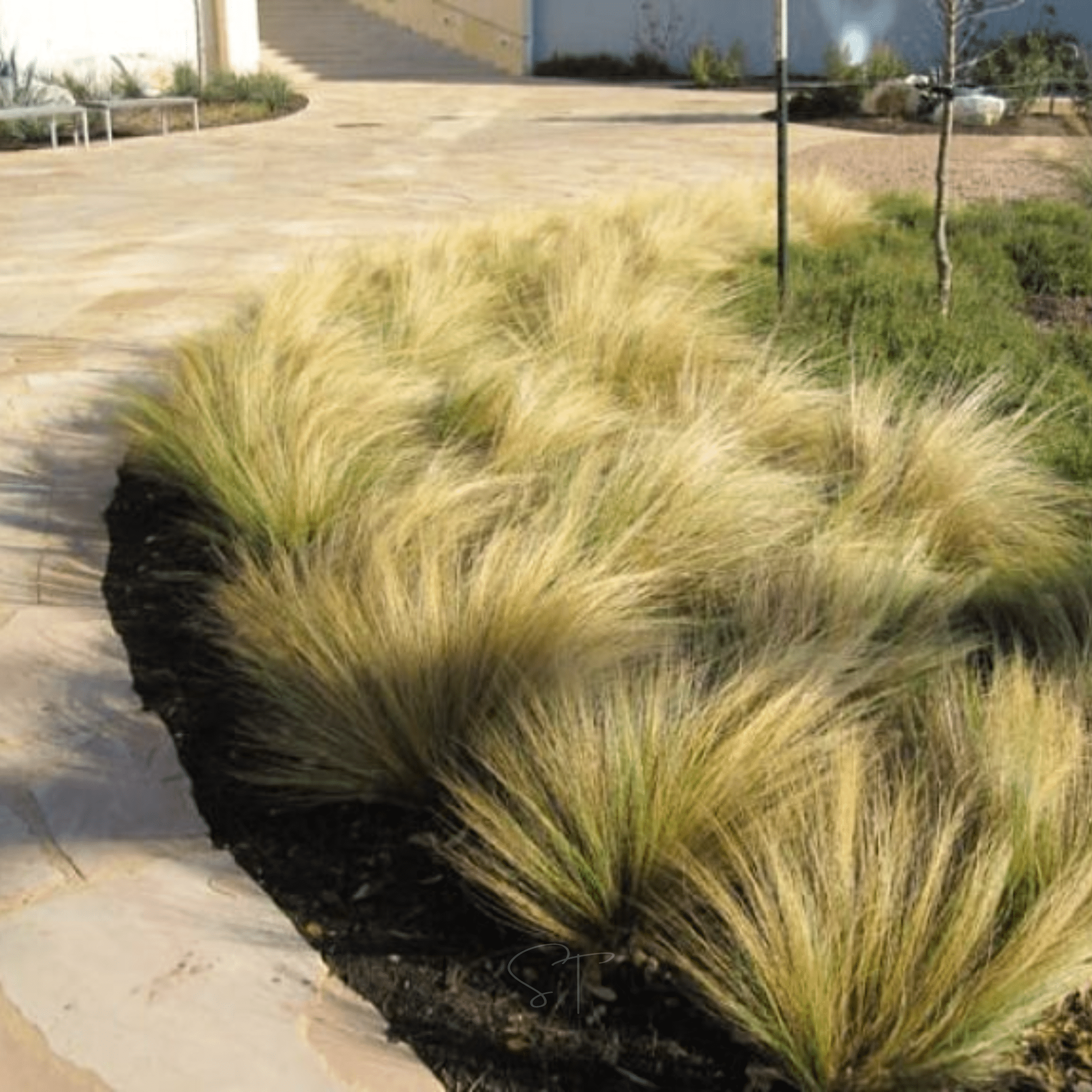 Mexican Feather Grass – 50 Seeds | Seeds | Wiccan Center