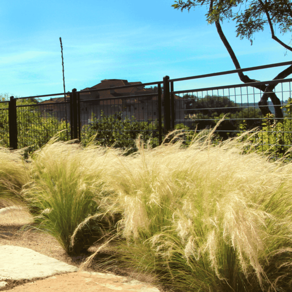 Mexican Feather Grass – 50 Seeds | Seeds | Wiccan Center