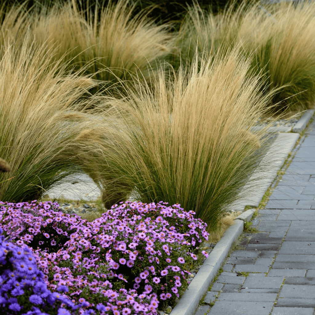 Mexican Feather Grass – 50 Seeds | Seeds | Wiccan Center