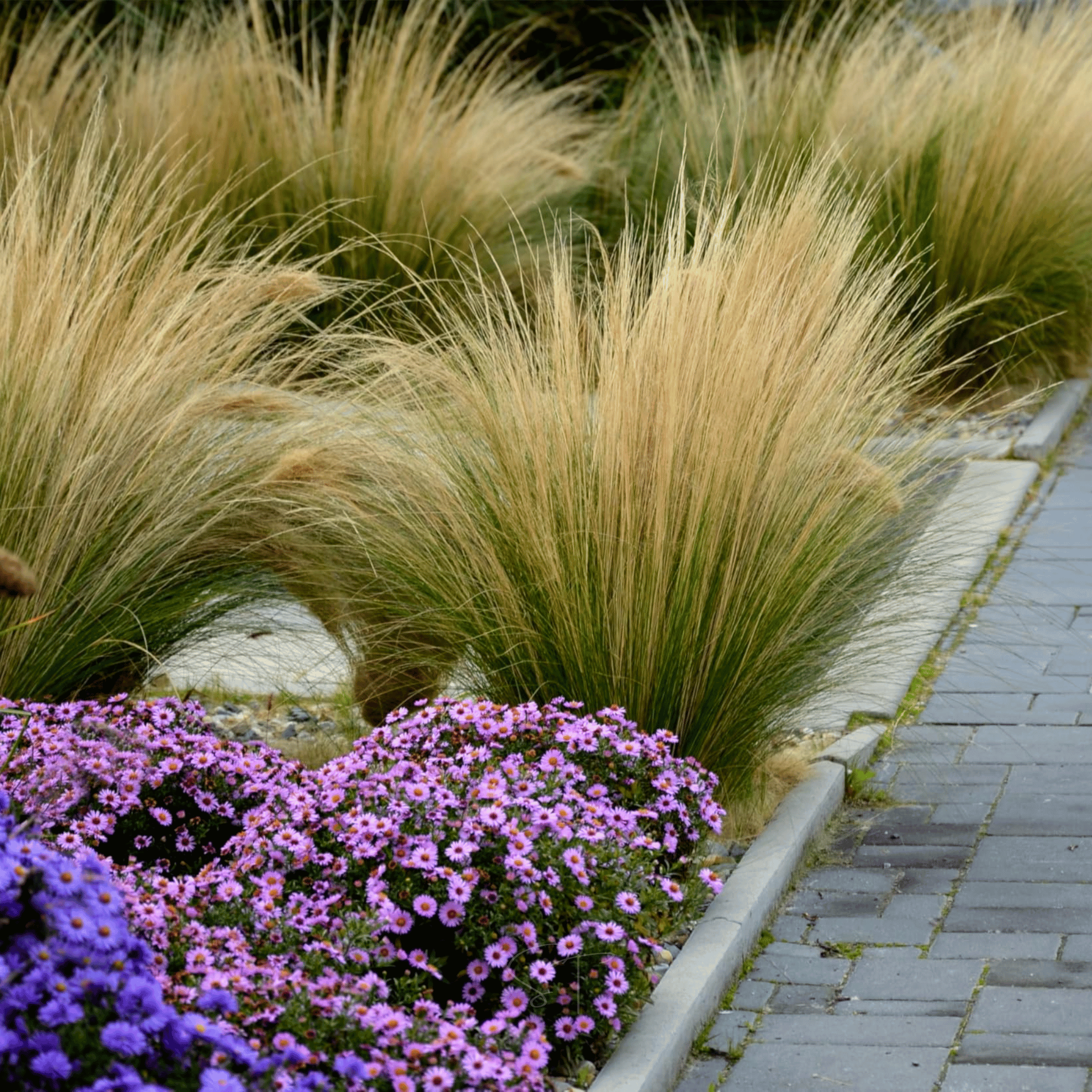 Mexican Feather Grass – 50 Seeds | Seeds | Wiccan Center