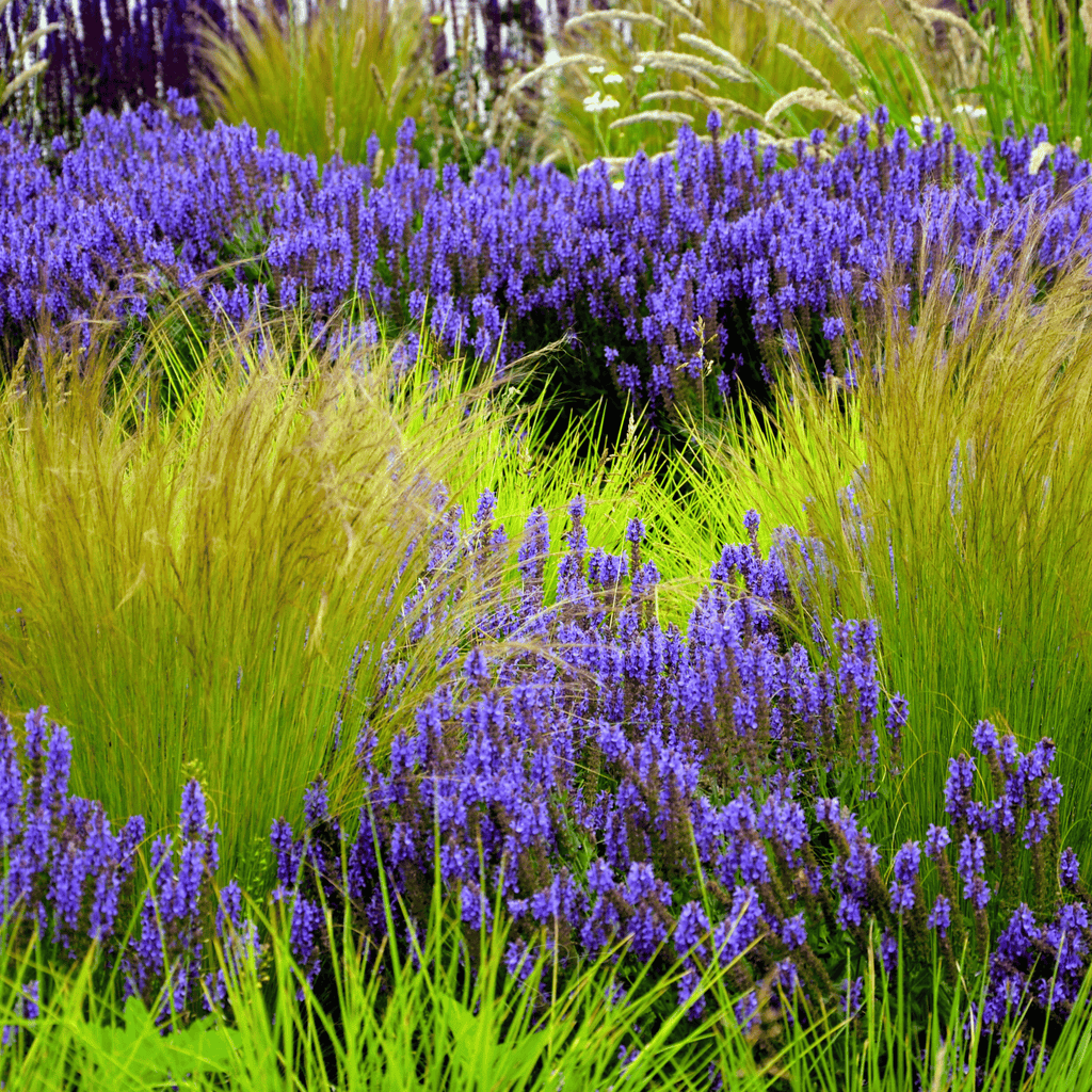Mexican Feather Grass – 50 Seeds | Seeds | Wiccan Center