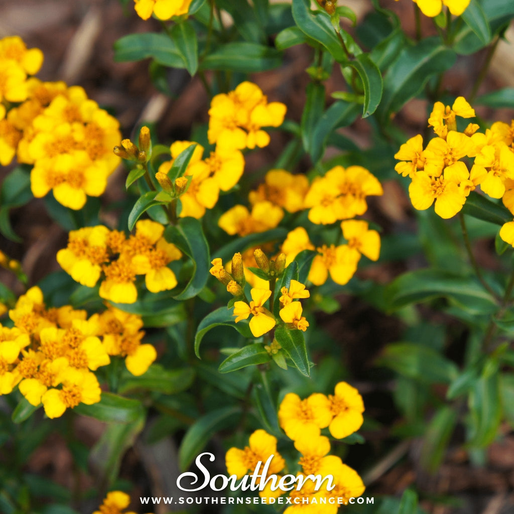 Mexican Mint, Mexican Tarragon – 50 Seeds | | Wiccan Center