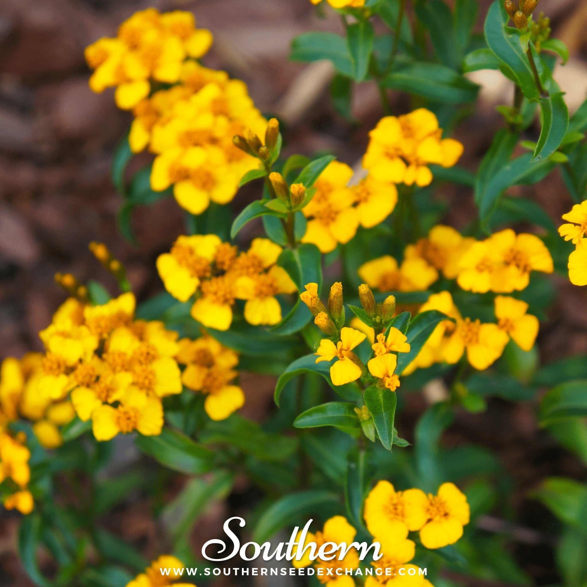 Mexican Mint, Mexican Tarragon – 50 Seeds | | Wiccan Center