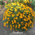 Mexican Mint, Mexican Tarragon – 50 Seeds | | Wiccan Center