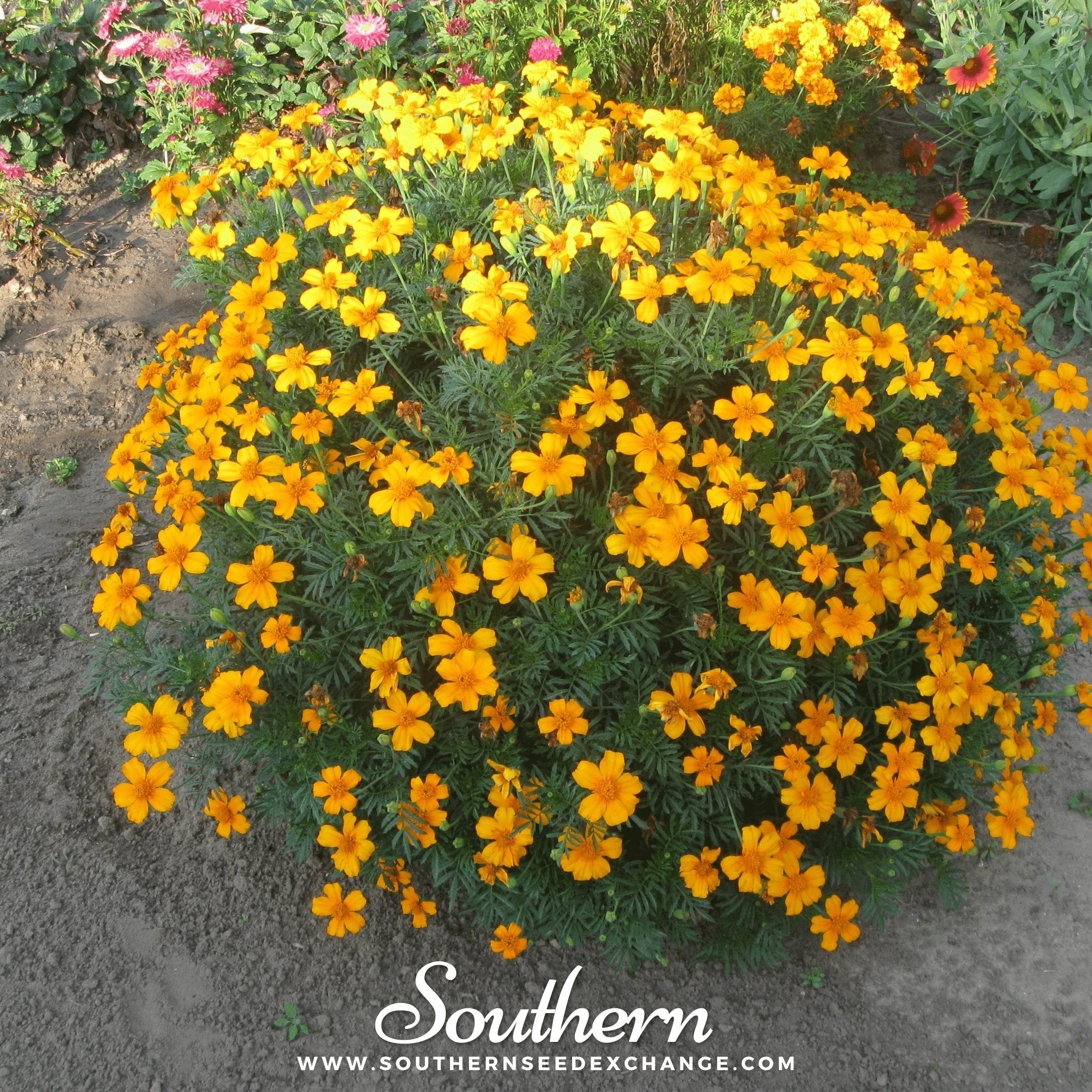 Mexican Mint, Mexican Tarragon – 50 Seeds | | Wiccan Center