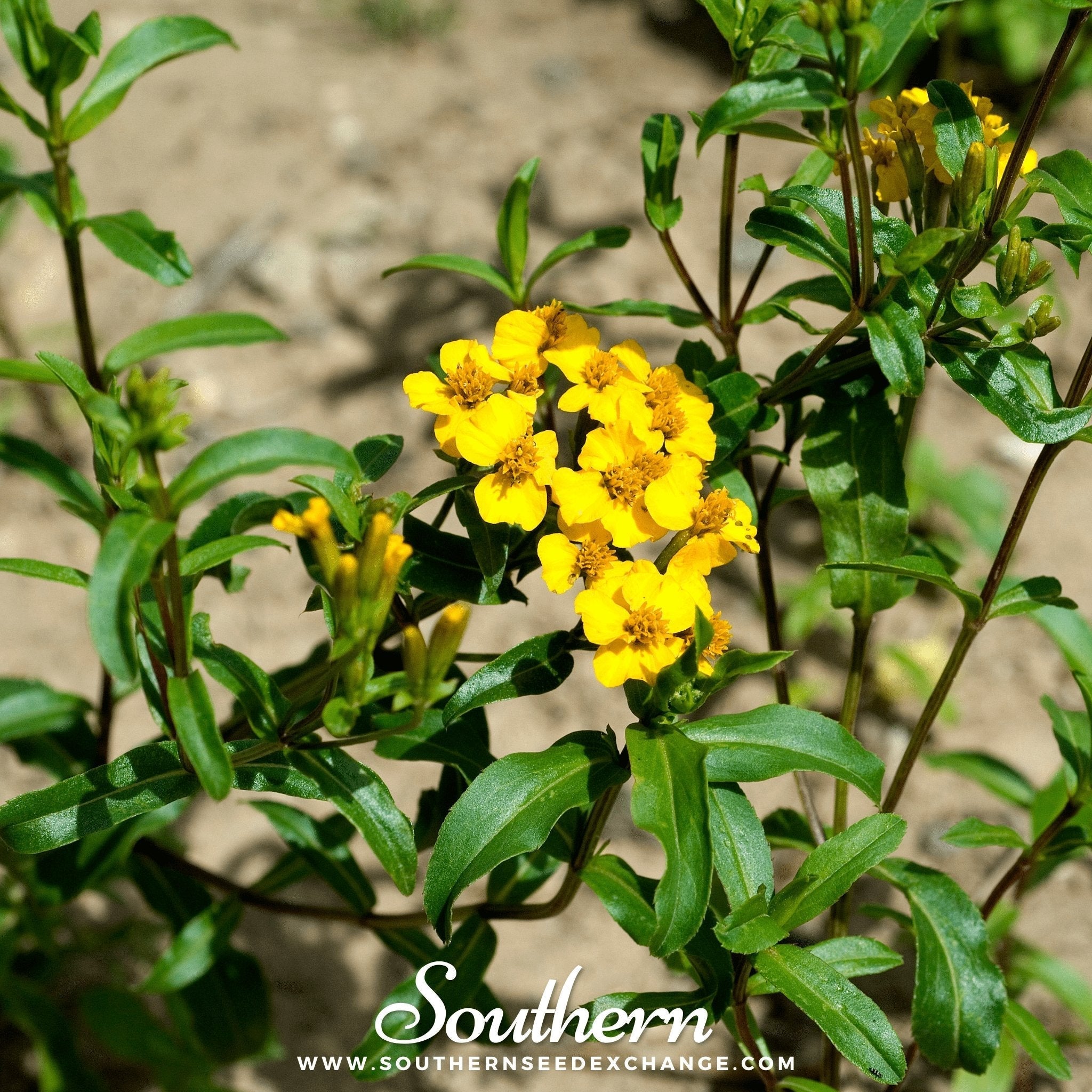 Mexican Mint, Mexican Tarragon – 50 Seeds | | Wiccan Center