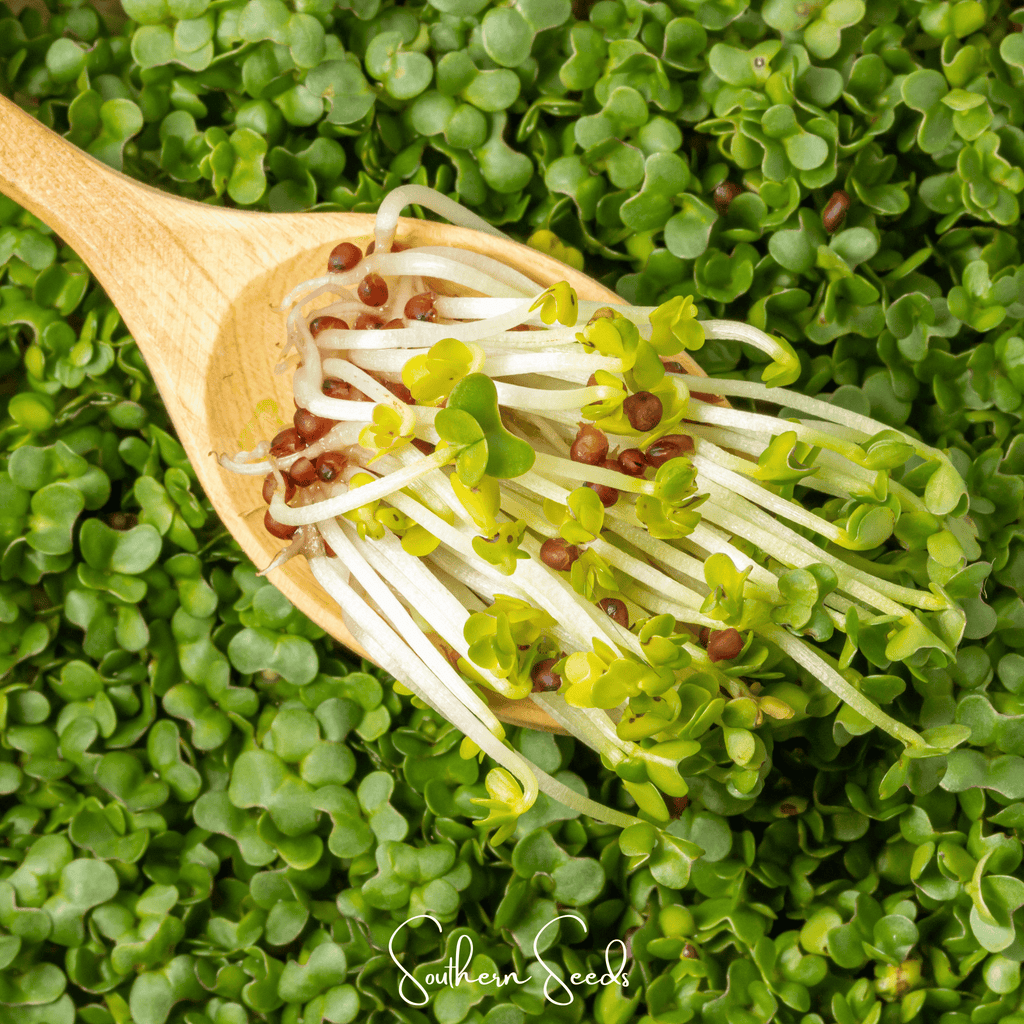 Wasabi Spicy Mustard Microgreen – 10 grams | Seeds | Wiccan Center
