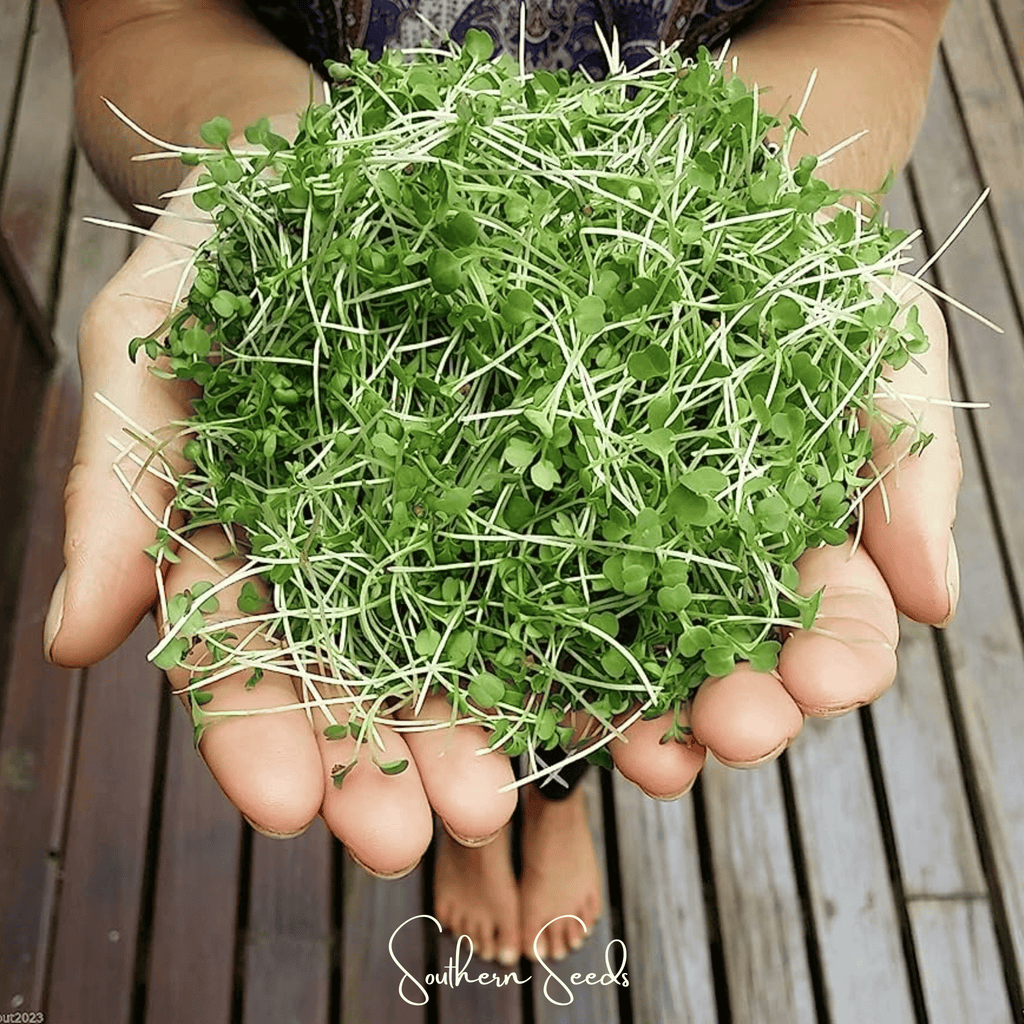 Wasabi Spicy Mustard Microgreen – 10 grams | Seeds | Wiccan Center