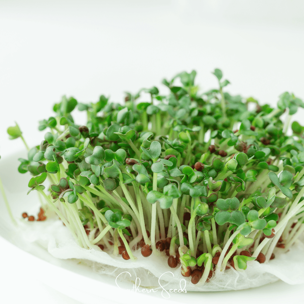 Wasabi Spicy Mustard Microgreen – 10 grams | Seeds | Wiccan Center