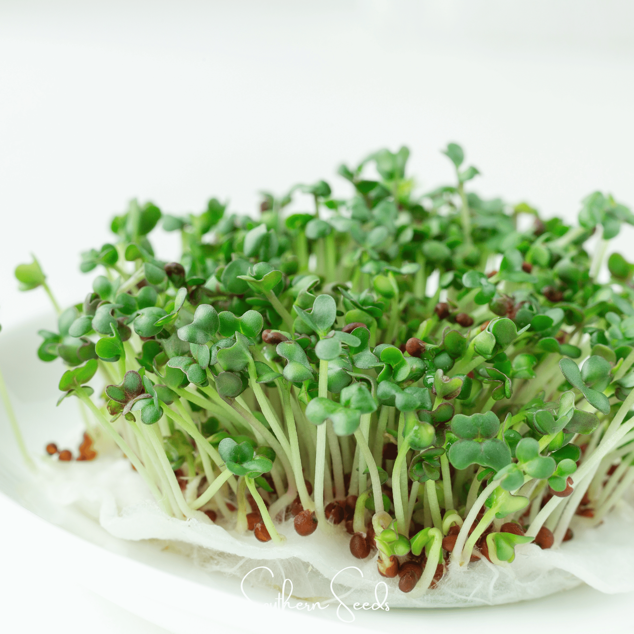 Wasabi Spicy Mustard Microgreen – 10 grams | Seeds | Wiccan Center