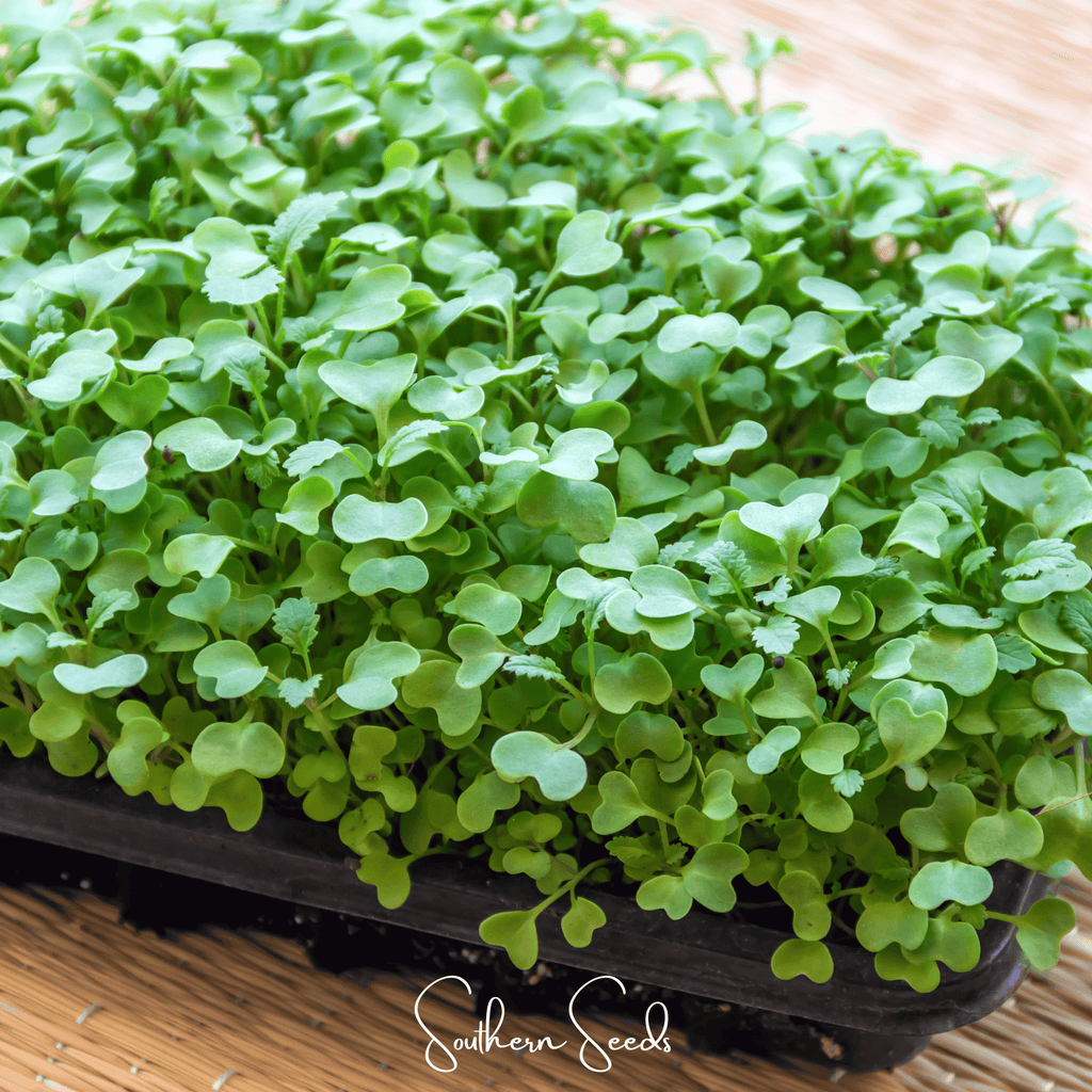 Wasabi Spicy Mustard Microgreen – 10 grams | Seeds | Wiccan Center