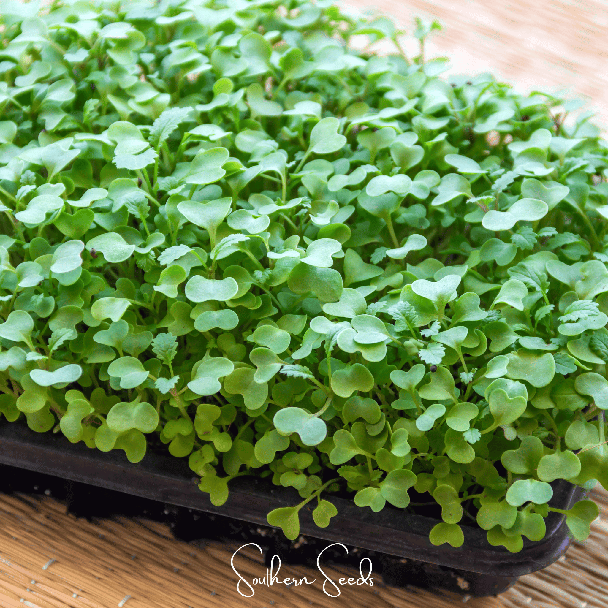 Wasabi Spicy Mustard Microgreen – 10 grams | Seeds | Wiccan Center